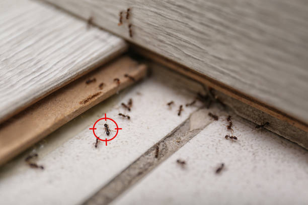 Best Flea Control Services  in Adamsville, AL