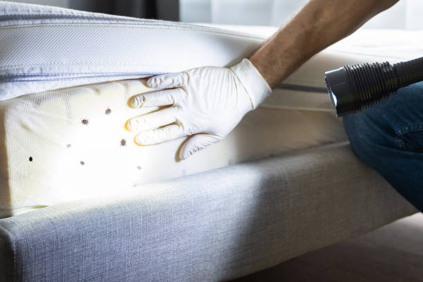 Best Mosquito Control Services  in Adamsville, AL
